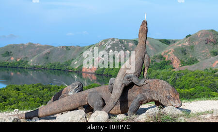 Dragon on the dragon. A female dragon climbed on top of the larger male. Komodo dragon,  scientific name: Varanus komodoensis. Scenic view on the back Stock Photo