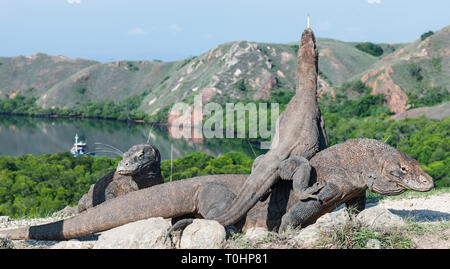 Dragon on the dragon. A female dragon climbed on top of the larger male. Komodo dragon,  scientific name: Varanus komodoensis. Scenic view on the back Stock Photo