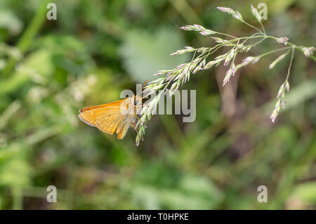 Skipper (Hesperiidae) butterfly sitting on an eared plant at summer season Stock Photo