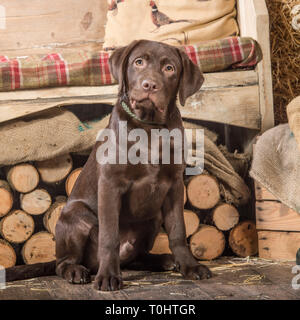 chocolate Labrador retriever puppy Stock Photo