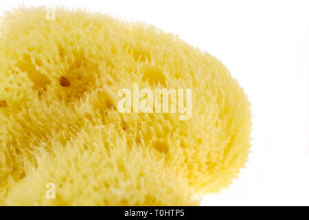 natural sponge close up, detail concept cleaning wellness Stock Photo