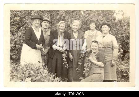 Original and wonderful 1930's or 1940's postcard of happy smiling hop pickers, family and friends, enjoying themselves on a working holiday, in a hop garden, bygone days, lots of characters, working classes, Kent, England,  U.K