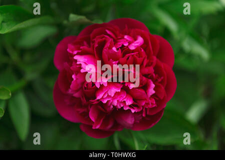 Bright red Peony flower in bloom Stock Photo