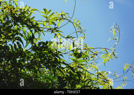 Jasminum Polyanthum Plant Stock Photo