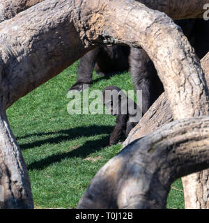 VALENCIA, SPAIN - FEBRUARY 26 : Baby Gorilla at the Bioparc in Valencia Spain on February 26, 2019 Stock Photo