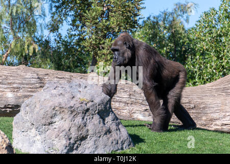 VALENCIA, SPAIN - FEBRUARY 26 : Gorilla at the Bioparc in Valencia Spain on February 26, 2019 Stock Photo