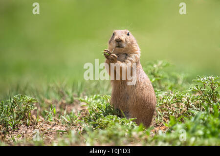 A prairie dog Stock Photo