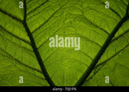 Gunnera - gunnera manicata commonly known as the Brazilian giant-rhubarb in Kew Royal Botanic Gardens, London, United Kingdom Stock Photo