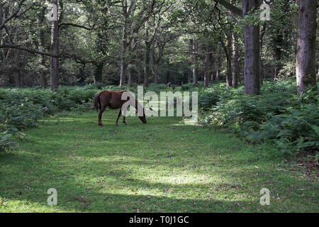 Pony in grassy ride with Oaks Quercus robur and Bracken Pteridium aquilinum in Broomy Inclosure New Forest National Park Hampshire England Stock Photo