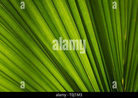 The Chinese cabbage palm, Livistona chinensis in Kew Royal Botanic Gardens, London Stock Photo