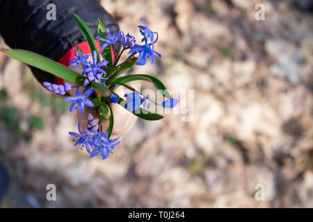 The first flowers of spring. Snowdrops in the forest. Blue little snowdrops on the palms of a child. Free space for text. Copy space Stock Photo