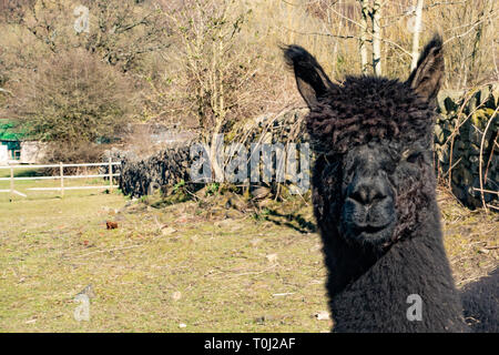 A portrait of a black alpaca, looking at the camera. Stock Photo