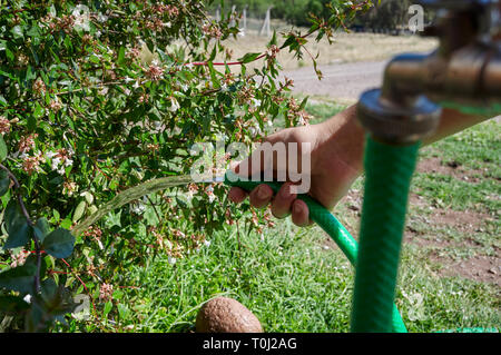 MENDOZA, ARGENTINE, January 19, 2017. water and irrigation, use of water for irrigation, San Martín Park of Mendoza City, MENDOZA. Foto: Axel Lloret Stock Photo