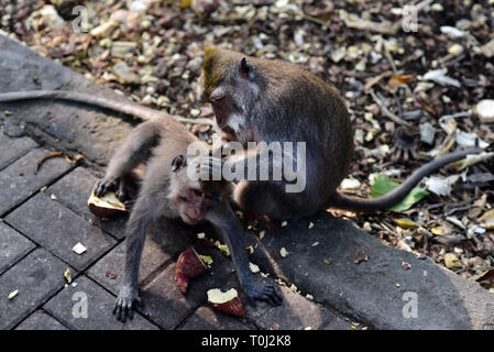 Monkeys helps to get rid of fleas to another, Sacred Monkey Forest near Ubud, Bali, Indonesia Stock Photo