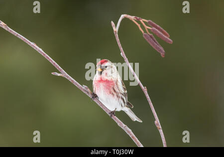 Male common redpoll perched in a speckled alder in northern Wisconsin. Stock Photo