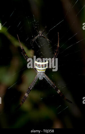St. Andrew's Cross Spiders, Argiope versicolor, mating pair with prey wrapped in silk on web, Klunkung, Bali, Indonesia Stock Photo