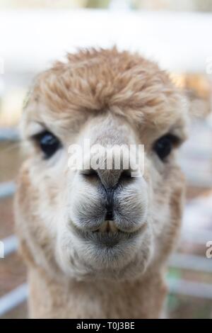 Close up of an alpaca at the Daffodil Festival in Junction City, Oregon, USA. Stock Photo