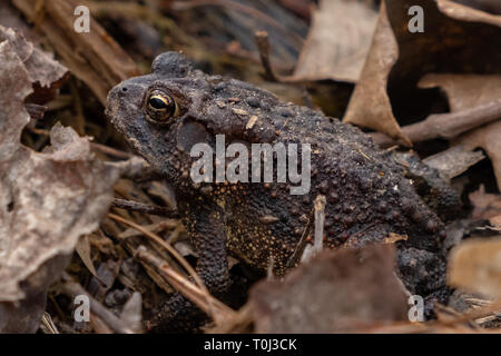 An American toad enjoys a warm day in the forest as spring begins at Yates Mill County Park in Raleigh, North Carolina. Stock Photo