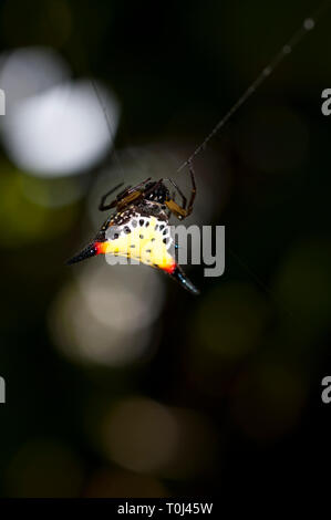 Crablike Spiny Orbweaver Spider, Araneae order, Araneidae family, Gasteracantha cancriformis, on web, Klungkung, Bali, Indonesia Stock Photo