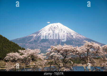 Mt. Fuji and Cherry Blossoms Stock Photo