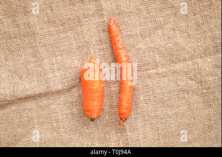 Two non-standard ugly carrots: thin crooked and small in center of burlap background.  Stock Photo