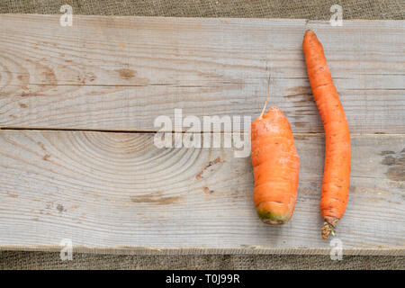 Two ugly carrots: thin crooked and small are lying on grey wooden planks on burlap. Stock Photo