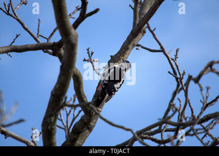 Woodpecker peeks into the bark of a walnut and holds in his beak grub Stock Photo