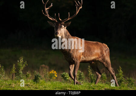 One single Red Deer stag Cervus Elaphus at great posture looking straight into the camera on dark background  in Killarney National Park, County Kerry Stock Photo