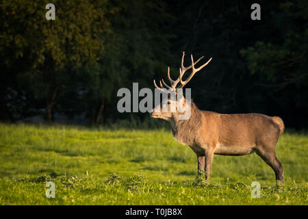 One single Red Deer stag Cervus Elaphus with large antlers standing still on meadow in bright sunny day in Killarney National Park, Ireland Stock Photo