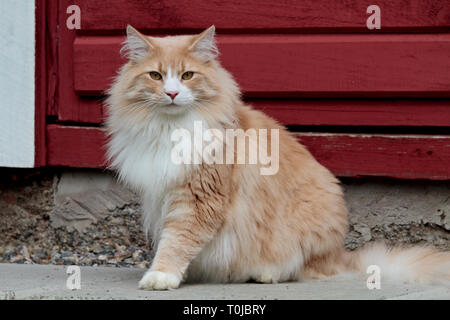 A big and strong norwegian forest cat male sitting in front of old red door Stock Photo