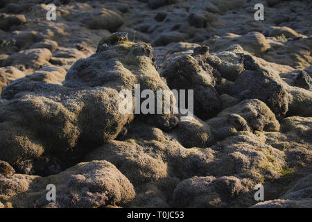 Lava field and lava rocks covered by the moss, panorama Stock Photo