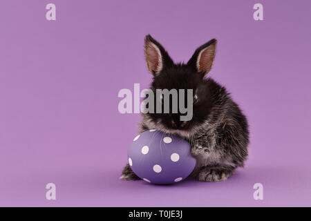 Black baby bunny rabbit with purple painted polka-dotted egg on green background. Easter holiday concept. Stock Photo