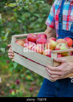 Picking apples. Closeup of a crate with apples. A man with a full basket of red apples in the garden. Organic apples. Stock Photo