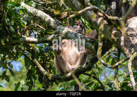 Ugandan red colobus monkey (Procolobus tephrosceles), Bigodi Wetland Sanctuary, Magombe Swamp, South West Uganda, East Africa Stock Photo