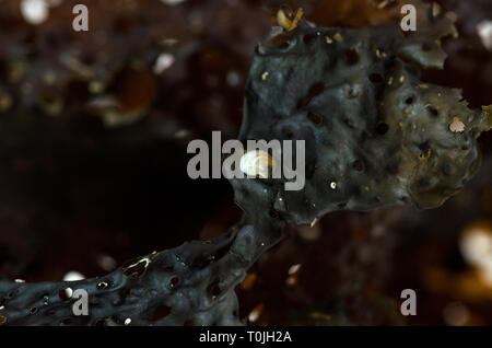 Clam spat on Sea Colander kelp (Agarum cribosum) Stock Photo