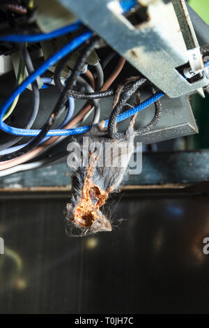 Close-up of the mummified corpse of a mouse trapped in the wiring of a domestic cooker Stock Photo