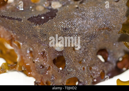 Bryozoan (Membranipora membranacea) growing over Jingle Shells (Anomia ...