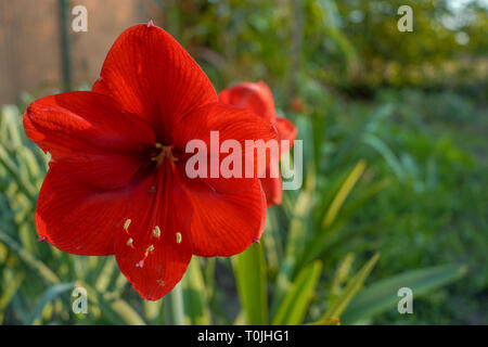 The single genus in subtribe Amaryllidinae in the Amaryllideae tribe in the garden Stock Photo