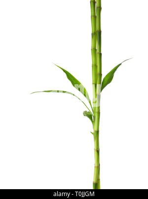 Branches of bamboo isolated on white background. Stock Photo