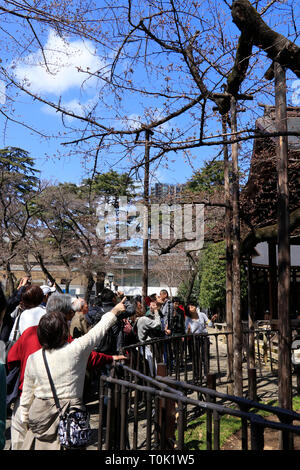 Tokyo, Japan. 21st Mar, 2019. Cherry blossoms start flowering in Tokyo on March 21, the national holiday as the spring equinox. It is declared by the Meteorological Agency observing the sample cherry tree in Yasukuni shrine. Many people has gathered to wait for the announcement around the tree. It was reported as a breaking news. Credit: Miyoko Fukushima/Alamy Live News Stock Photo