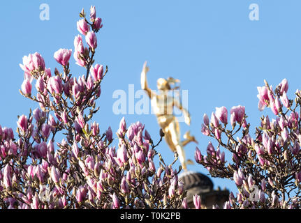 21 March 2019, Baden-Wuerttemberg, Stuttgart: The statue of the messenger of the gods Mercury shines golden in the bright sunshine between blooming magnolias. Photo: Bernd Weißbrod/dpa Stock Photo