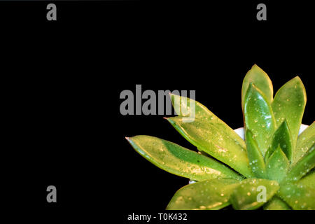 This is a macro photo of a green succulent with a black background. Stock Photo