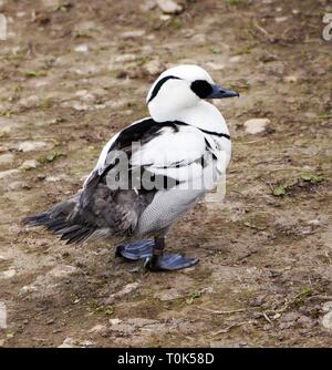 Smew Duck at Slimbridge Gloucestershire UK Stock Photo