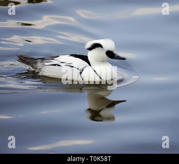 Smew Duck at Slimbridge Gloucestershire UK Stock Photo