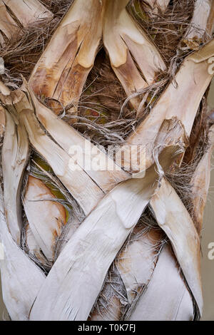 Bark of exotic palm tree texture summer Stock Photo