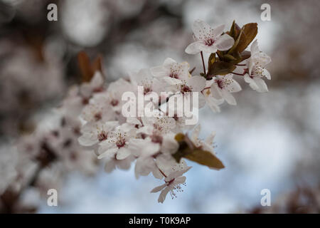 Cherry blossoms, Prunus padus, delicate fruit tree flowers in London, United Kingdom Stock Photo