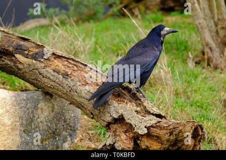 Single adult Carrion Crow sitting on felled tree branch Stock Photo