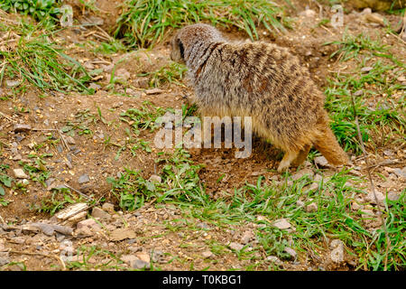 Adult male Slender-tailed Meerkat missing part of his tail after a leadership challenge and fight. Captive animal. Stock Photo