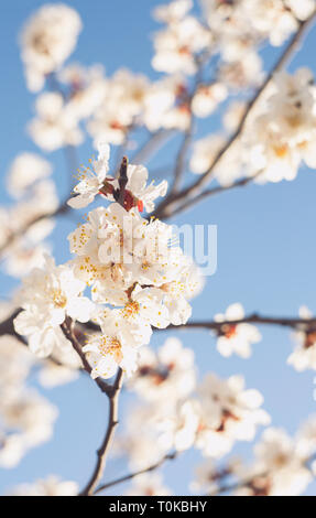 Spring flowers. Flowering apricot trees outdoors. Beautiful banner of ...