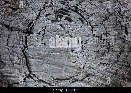 Tree trunk wood background, Old weathered gray color wooden pine trunk, closeup view Stock Photo